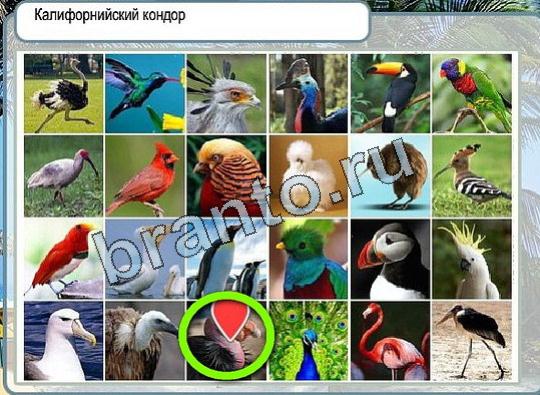 Горячо-Холодно ответы Уровень 1838 Калифорнийский кондор