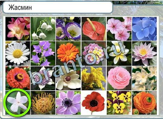 Игра Горячо-Холодно ответы Уровень 1847 Жасмин