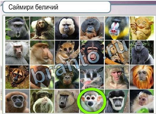ответы на игру в одноклассниках Горячо-Холодно Уровень 1866 Саймири беличий