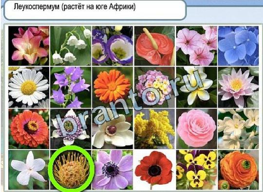 Игра Горячо-Холодно ответы Уровень 1937 бабочка Адмирал