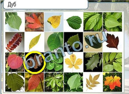 ответы на игру Горячо-Холодно Уровень 1981 печень