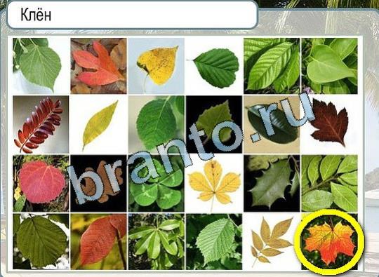 Горячо-Холодно решения Уровень 1992 Пищевод