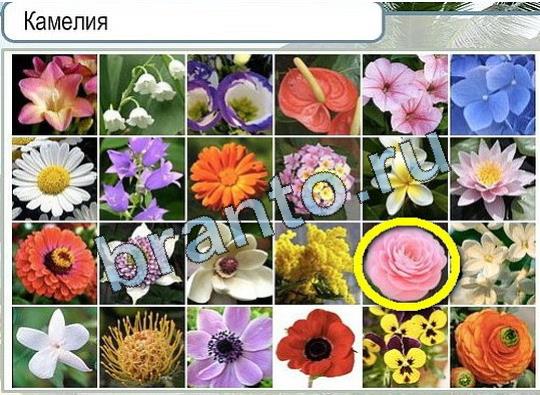 Игра Горячо-Холодно ответы Уровень 2027 бабочка Адмирал