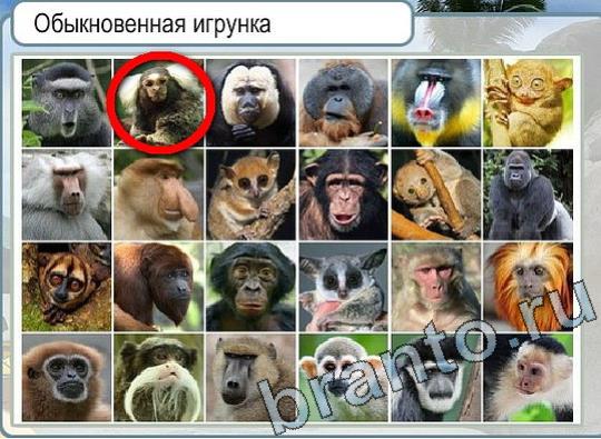 Помощь на игру Горячо-Холодно Уровень 2044 Кузя