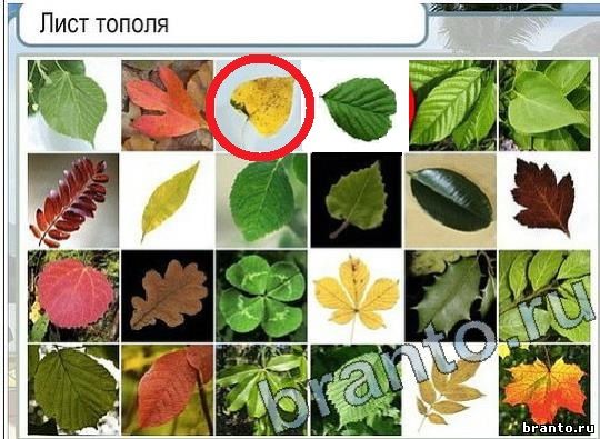 Горячо-Холодно игра помощь Уровень 2055 Наташа Королёва