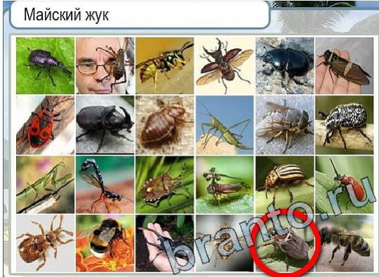 решебник на игру Горячо-Холодно Уровень 2061