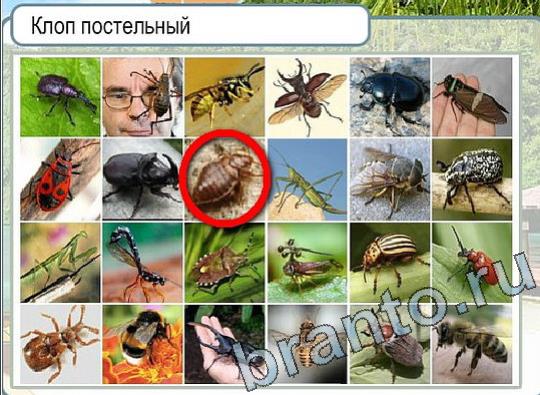 Горячо-Холодно игра ответы Уровень 2093 гладить при 150