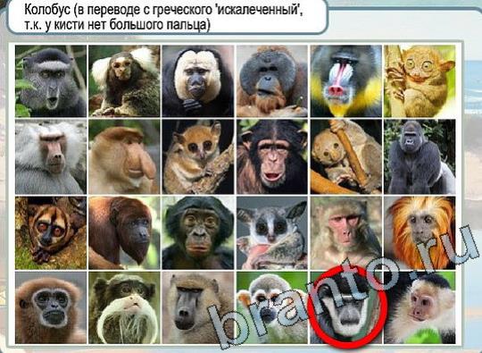 Горячо-Холодно ответы Уровень 2108 шляпа Клош