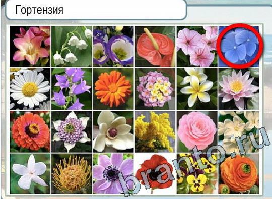 Горячо-Холодно ответы в картинках Уровень 2116 Черногория