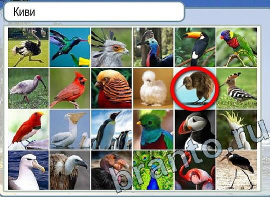 ответы на игру в одноклассниках Горячо-Холодно Уровень 2196 Голубика