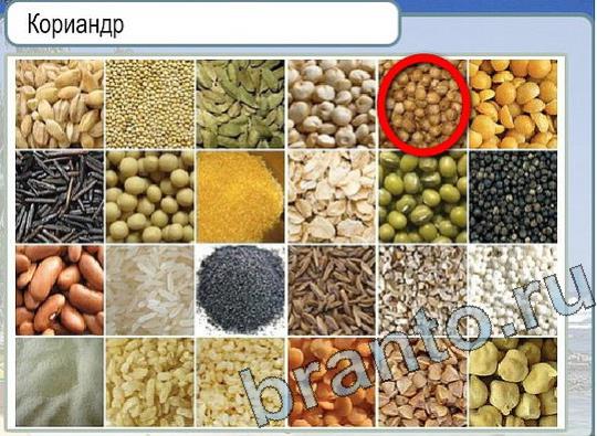 Горячо-Холодно игра ответы в одноклассниках Уровень 2197 Многоцветный лорикет