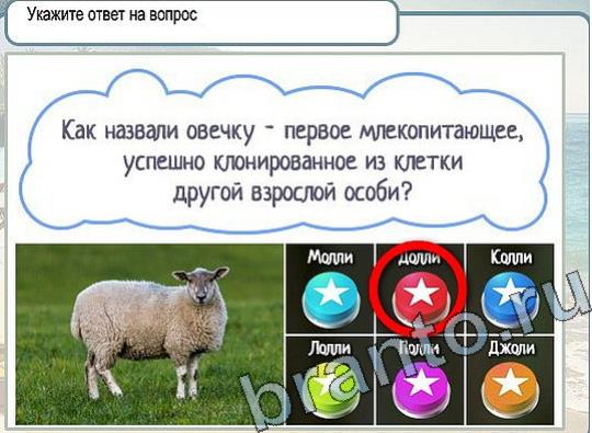 Холодные ответы на вопросы. Клички для овец. Где живут овцы как называется. Как называются ноги у овцы. Овца голос как называется.