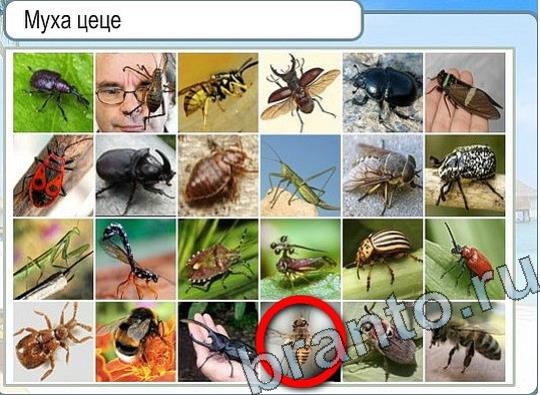 Игра Горячо-Холодно ответы Уровень 2277