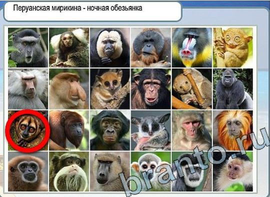 Горячо-Холодно игра ответы в одноклассниках Уровень 2287 Многоцветный лорикет