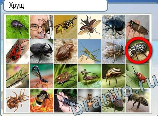 Горячо-Холодно игра помощь Уровень 2305 укажите марку авто