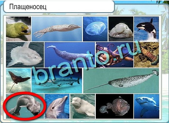 Горячо-Холодно игра ответы в одноклассниках Уровень 2377 Многоцветный лорикет