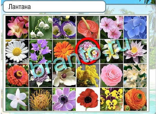 Игра Горячо-Холодно подсказки Уровень 2388 рыба лещ