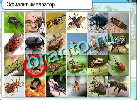Горячо-Холодно ответы в картинках Уровень 2396 Александр Демьяненко