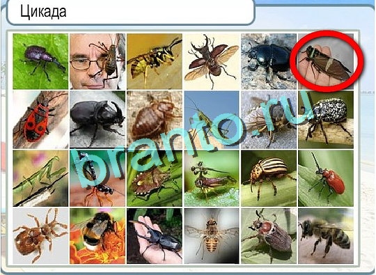 Горячо-Холодно ответы в картинках Уровень 2426 Александр Демьяненко