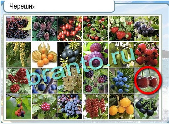 ответы на игру Горячо-Холодно Уровень 2491 печень