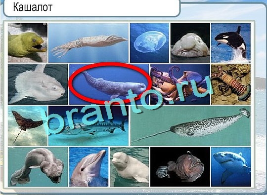 Решения на игру Горячо-Холодно Уровень 2493 автор Мёртвые души фото