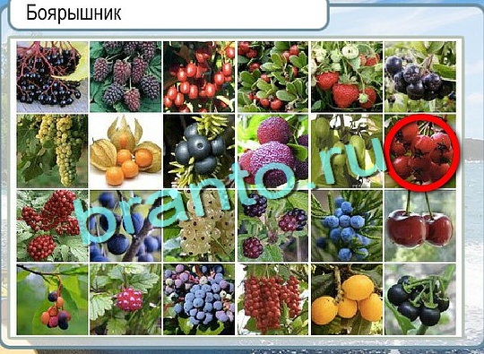 Горячо-Холодно игра ответы Уровень 2503