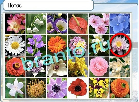 Горячо-Холодно игра помощь Уровень 2505 Наташа Королёва