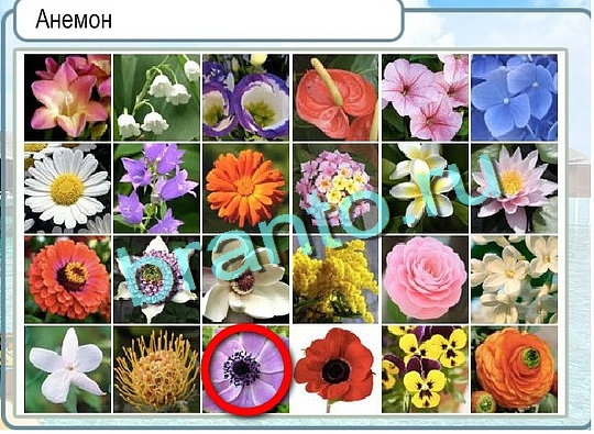 Игра Горячо-Холодно подсказки Уровень 2598 рыба лещ