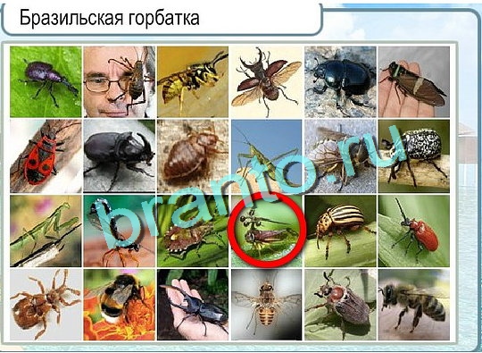 Горячо-Холодно ответы в картинках Уровень 2606 Александр Демьяненко