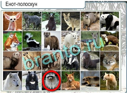ответы на игру Горячо-Холодно Уровень 2611 Енот-полоскун