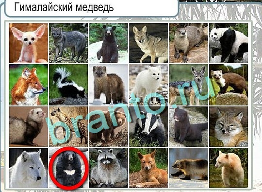 Горячо-Холодно решения Уровень 2622 Пищевод