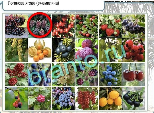 Горячо-Холодно игра помощь Уровень 2625 Наташа Королёва