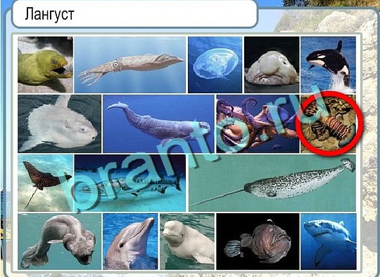 ответы на игру в одноклассниках Горячо-Холодно Уровень 2646 Голубика