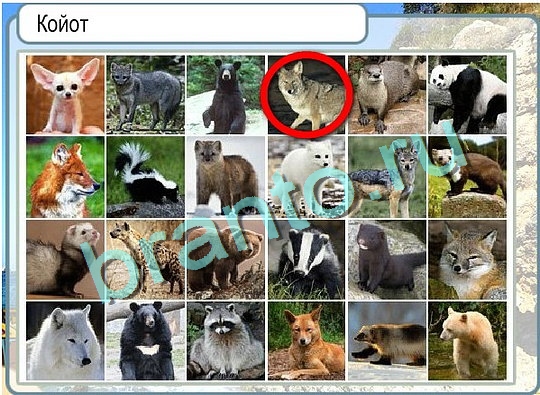 Горячо-Холодно игра ответы в одноклассниках Уровень 2647 Многоцветный лорикет