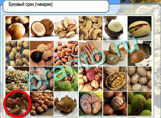 Горячо-Холодно ответы Уровень 2648 шляпа Клош