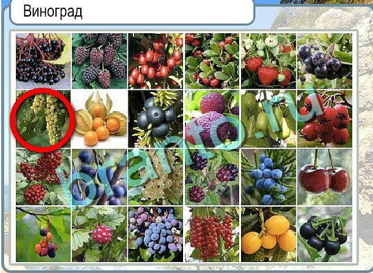 Горячо-Холодно игра помощь Уровень 2655 Наташа Королёва