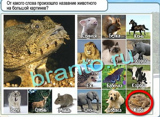 Горячо-Холодно игра ответы в одноклассниках Уровень 2737 Многоцветный лорикет
