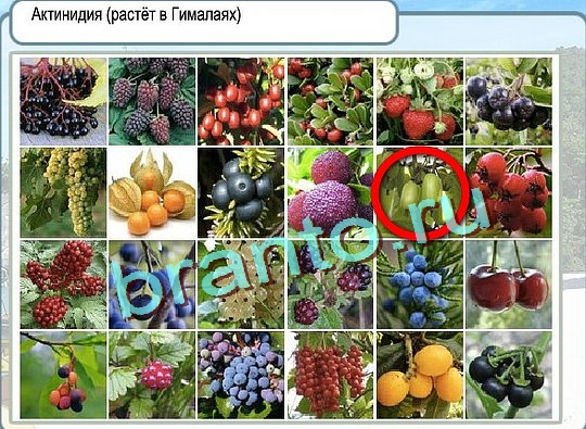 Игра Горячо-Холодно подсказки Уровень 2748 рыба лещ