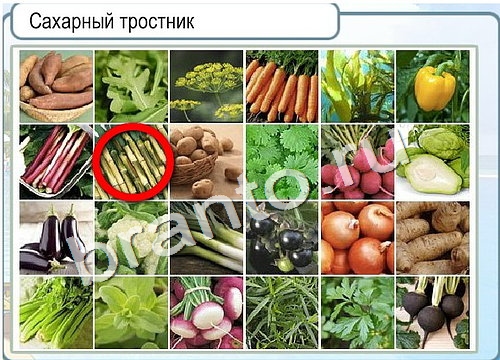 Решения на игру Горячо-Холодно Уровень 2973 сахарный тростник