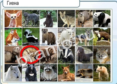 Помощь на игру Горячо-Холодно Уровень 2974 гиена