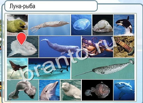 Горячо-Холодно игра ответы в одноклассниках Уровень 2977 Многоцветный лорикет