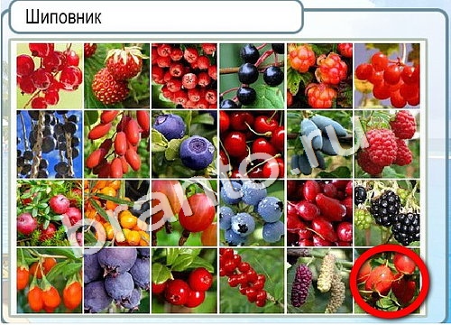 решебник на игру Горячо-Холодно Уровень 2981 Сербия