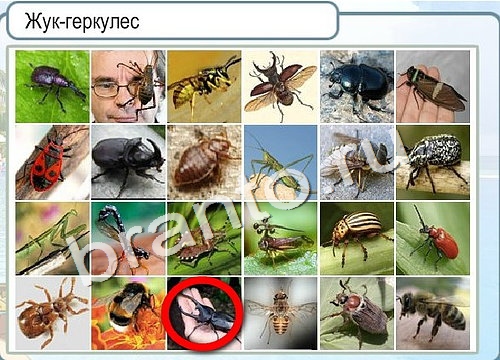 Горячо-Холодно игра помощь Уровень 2995 укажите марку авто