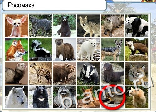 Горячо-Холодно игра ответы в одноклассниках Уровень 2827 Многоцветный лорикет