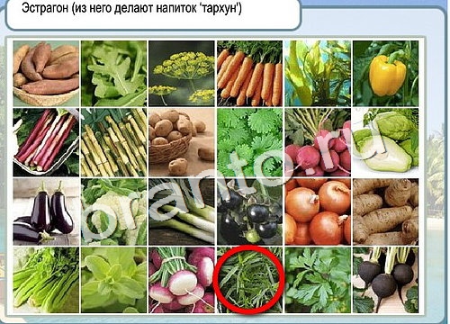 Помощь на игру Горячо-Холодно Уровень 2944 Кузя