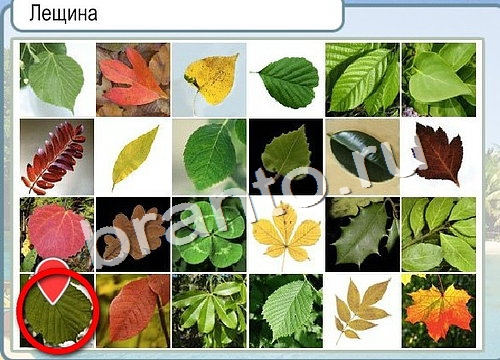 Горячо-Холодно ответы в картинках Уровень 2956 Черногория