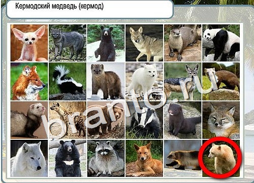 ответы на игру в одноклассниках Горячо-Холодно Уровень 3006 Голубика