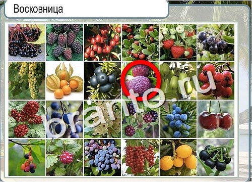 Игра Горячо-Холодно подсказки Уровень 3018 рыба лещ