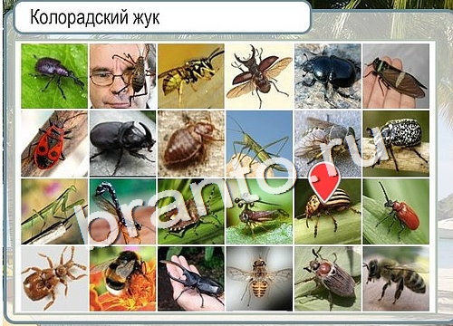 Горячо-Холодно игра ответы Уровень 3023 гладить при 150