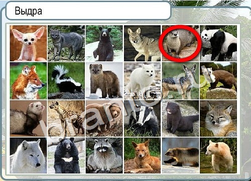 ответы на игру в одноклассниках Горячо-Холодно Уровень 3036 Голубика